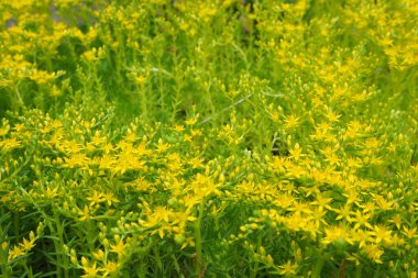 Bahçede yeşil yapraklar