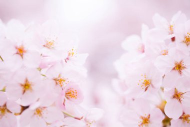 Güzel çiçek açan kiraz çiçeklerinin yakın görüntüsü