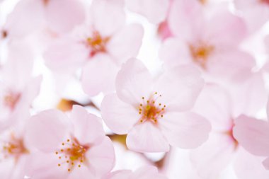 Kiraz çiçekleri, yaklaşın. 