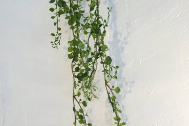 Beyaz bir duvarda yeşil yapraklar 