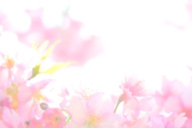 Japonya 'da kiraz çiçekleri ya da sakura.