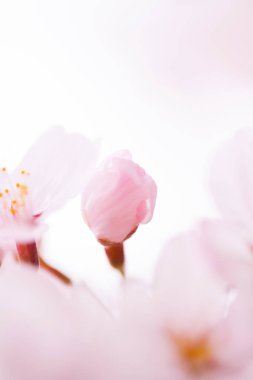 pembe kiraz çiçekleri yakın çekim