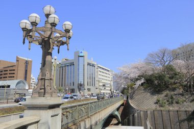 Tokyo, Japonya 'da sakura çiçek açar.