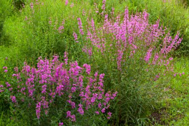 Bahçedeki güzel çiçekler