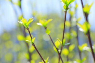Arkaplanı bulanık yeşil bahar yaprakları