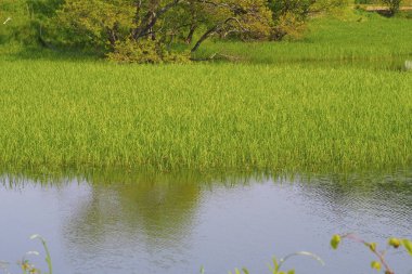 Islak yeşil pirinç tarlası ve sudaki yansıma, çeltik tarlası 