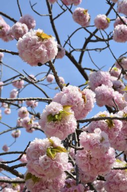 Ağaçtaki güzel sakura çiçekleri