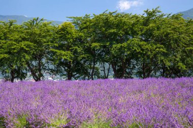 Provence, Fransa 'daki lavanta tarlası