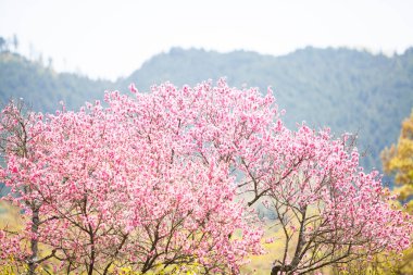 Japonya 'da güzel kiraz çiçekleri 