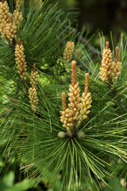 Bahçede kozalaklı çam ağacı