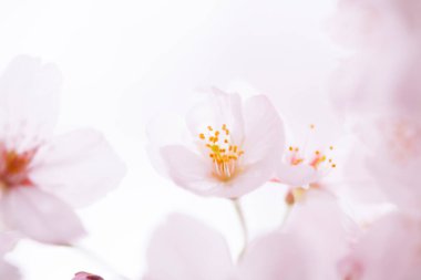 beyaz bir arka plan üzerinde pembe kiraz çiçekleri 