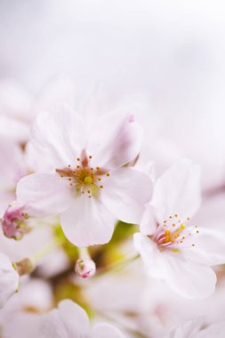 Güzel çiçek açan kiraz çiçeklerinin yakın görüntüsü