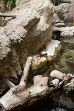 Küçük su akıntısına yakın kayalık arazi