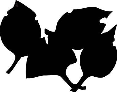  Beyaz arkaplanda siyah yaprakların gösterimi 