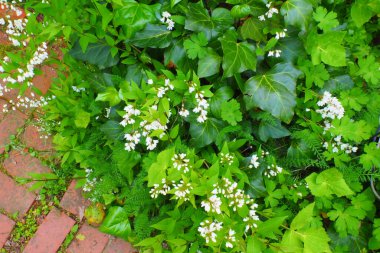 Güzel beyaz çiçekler ve bahçedeki asfalt yol