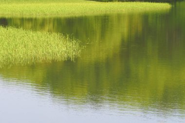 Islak yeşil pirinç tarlası ve sudaki yansıma, çeltik tarlası 