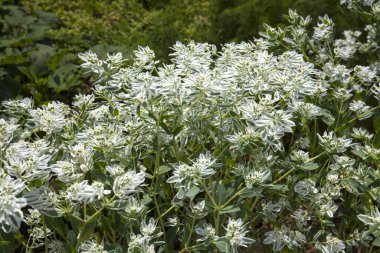 Bahçede beyaz çiçekler