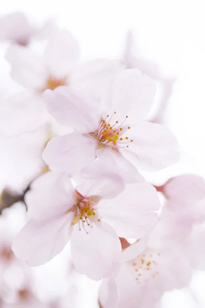 Vista Perto Belas Flores Cereja Florescendo — Fotografia de Stock