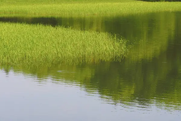 Mokre Zielone Pole Ryżowe Odbicie Wodzie Pole Ryżowe — Zdjęcie stockowe