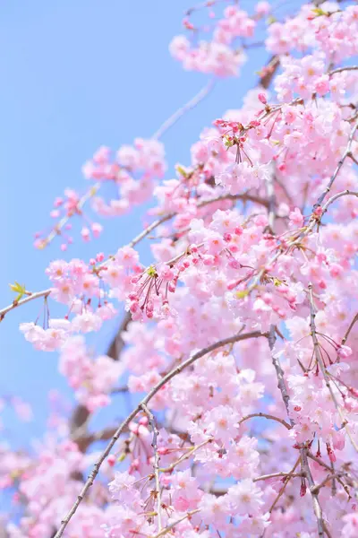 Gyönyörű Tavaszi Sakura Virágok — Stock Fotó