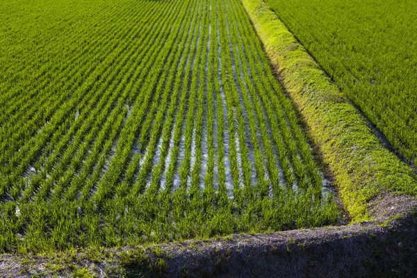 Groene Rijstvelden Ochtend — Stockfoto