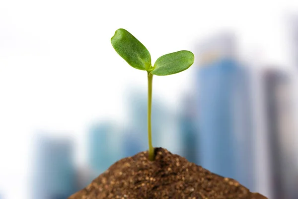 Young Green Plant Growing Soil — Stock Photo, Image