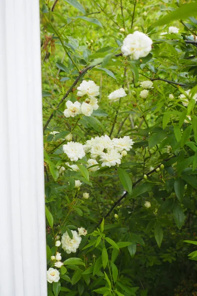 Achtergrond Van Groene Bladeren Witte Bloemen Tuin — Stockfoto