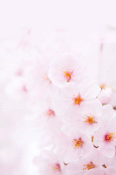 Close Uitzicht Mooie Bloeiende Kersenbloemen — Stockfoto
