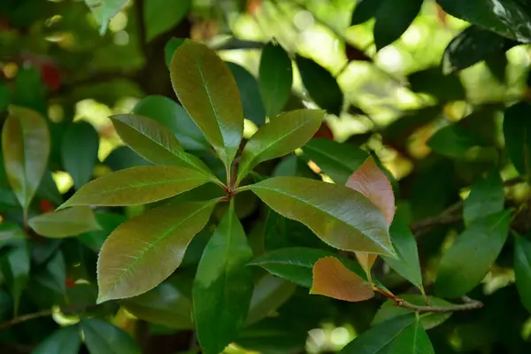 Зелений Лист Лісі — стокове фото