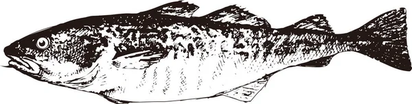 illustration of fish on white background