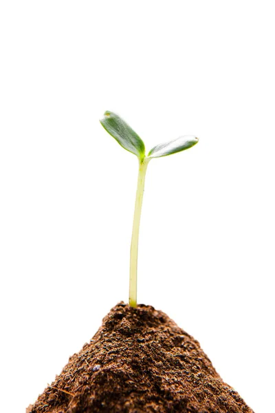 Grüne Pflanze Wächst Aus Dem Boden — Stockfoto
