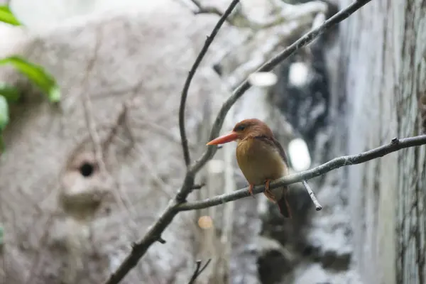 Krásný Červený Ledňáček Pták Větvi — Stock fotografie