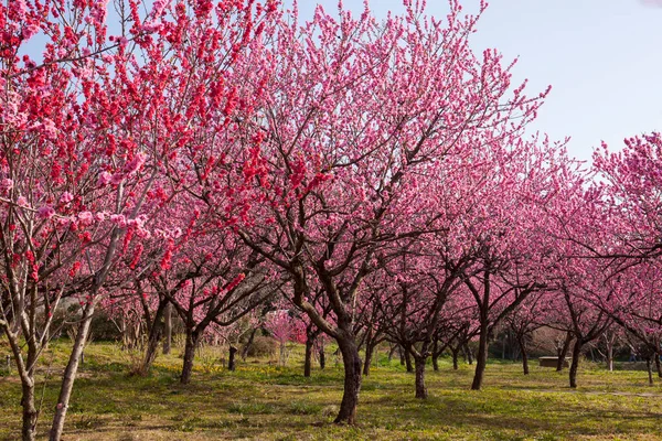 Japonya 'da baharda güzel sakura çiçekleri açar.