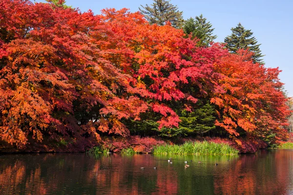 Kleurrijke Bomen Het Herfstpark Stockfoto