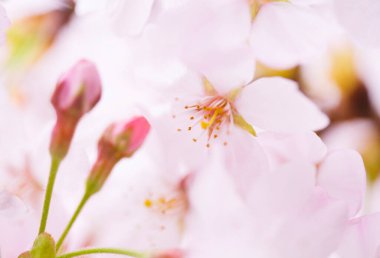 pembe kiraz çiçekleri yakın çekim