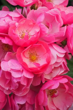 Bahçedeki güzel güller doğa arka planında
