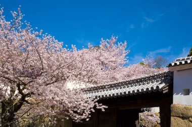 Köyün güzel mimarisi ve mavi gökyüzü arka planında kiraz çiçekleri.            