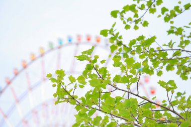 güzel yeşil bahar ağacı dalları ve arkadaki dönme dolap