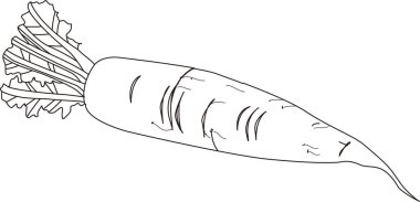 havucun resim simgesi