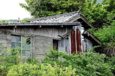 Terk edilmiş ev yemyeşil bitkilerle çevrili.