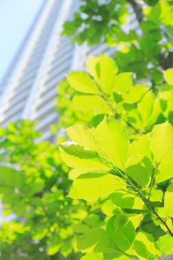 yeşil ağaç ve şehrin modern binası