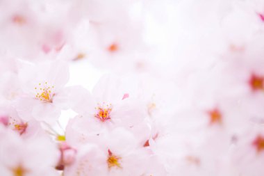 Pembe kiraz çiçeği, sakura çiçekler