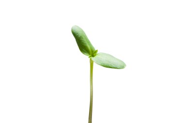 Genç lalenin taze yeşil yaprakları