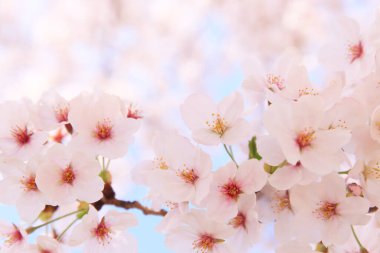 Japonya 'da kiraz çiçekleri, Tokyo