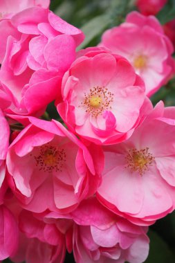 Bahçedeki güzel güller doğa arka planında