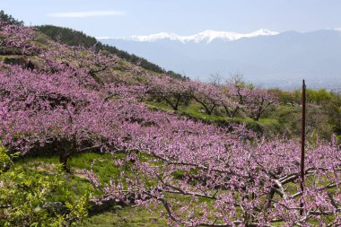 Japonya 'da baharda parkta güzel sakura çiçeklerinin manzarası.