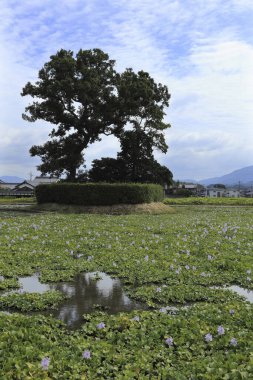 Parkta ağaçlarla ve çiçek açan su bitkileriyle güzel bir manzara.    