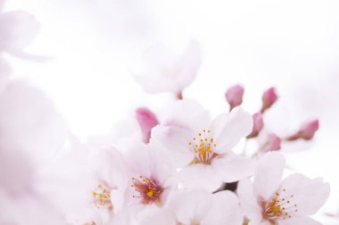 beyaz bir arka plan üzerinde pembe kiraz çiçekleri 