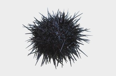 Beyaz Arkaplanda Karadeniz Kestanesi