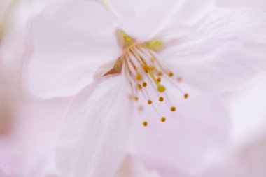 Pembe kiraz çiçeği, sakura çiçekler